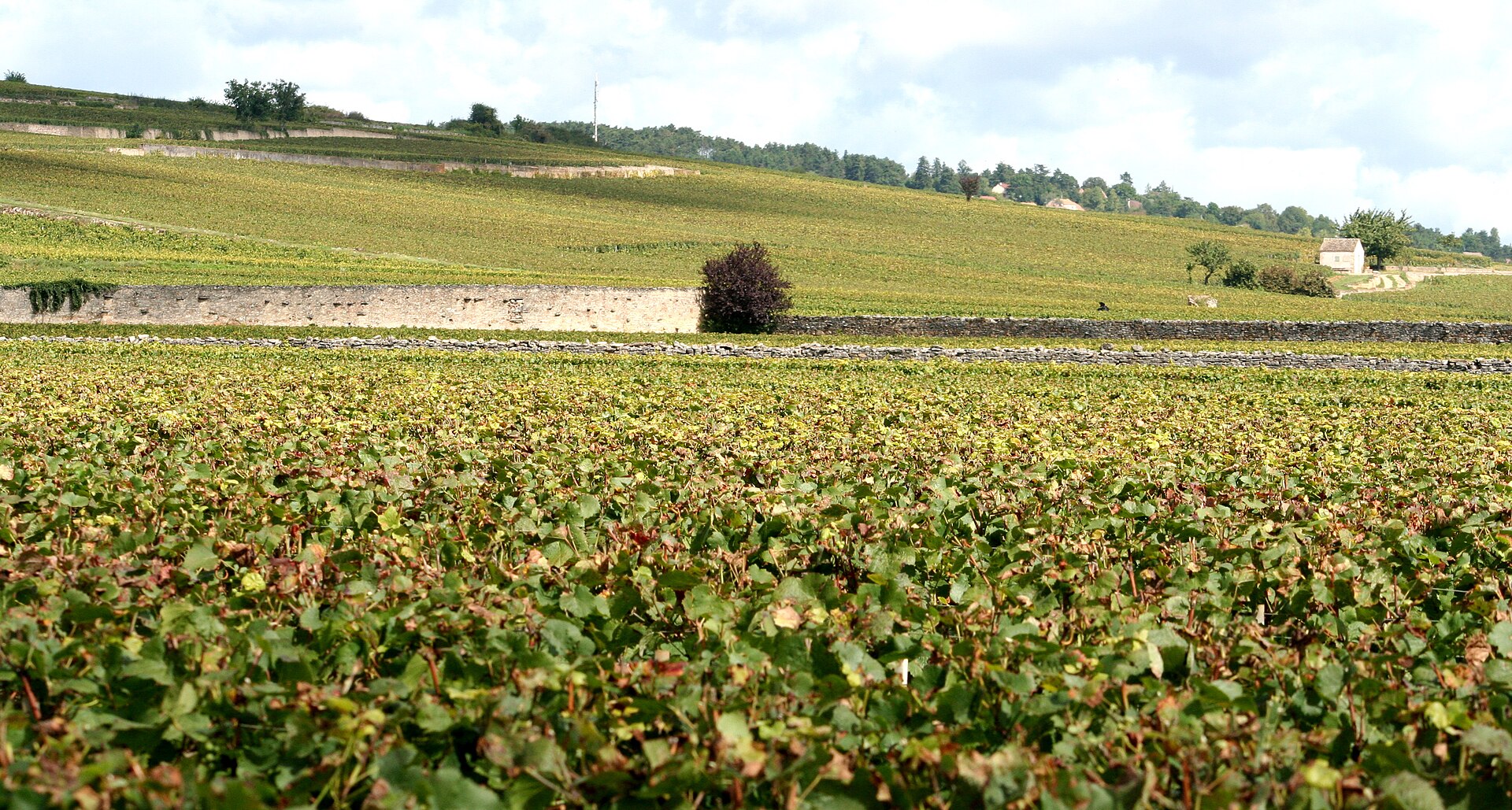 Vignoble de la Côte de Beaune en Bourgogne, parcelles et mur de clos